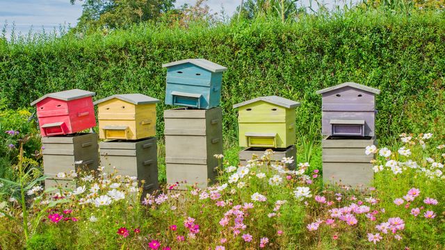 ruches colorees dans un jardin 6107379